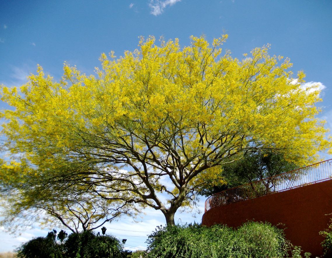 Arizona State Tree The Palo Verde